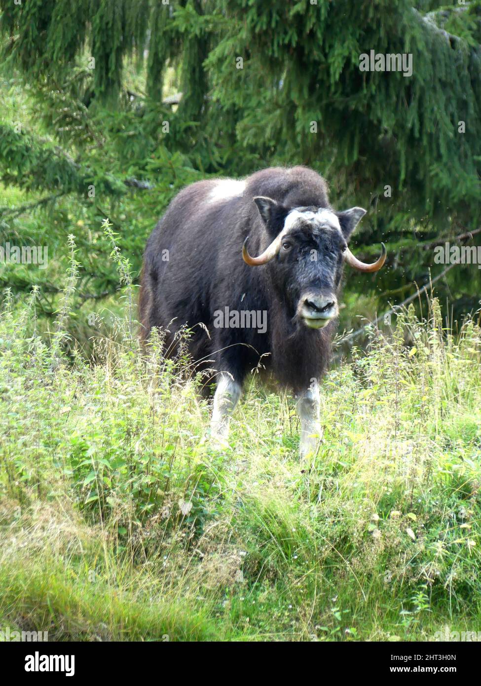 Moschusochsen Stockfoto