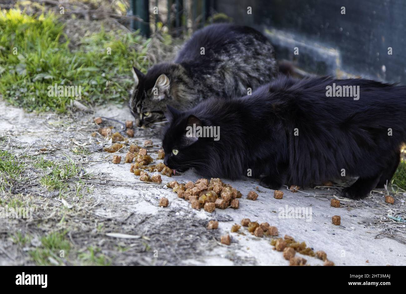 Detail von verlassenen und obdachlosen Katzen, Tierpflege Stockfoto