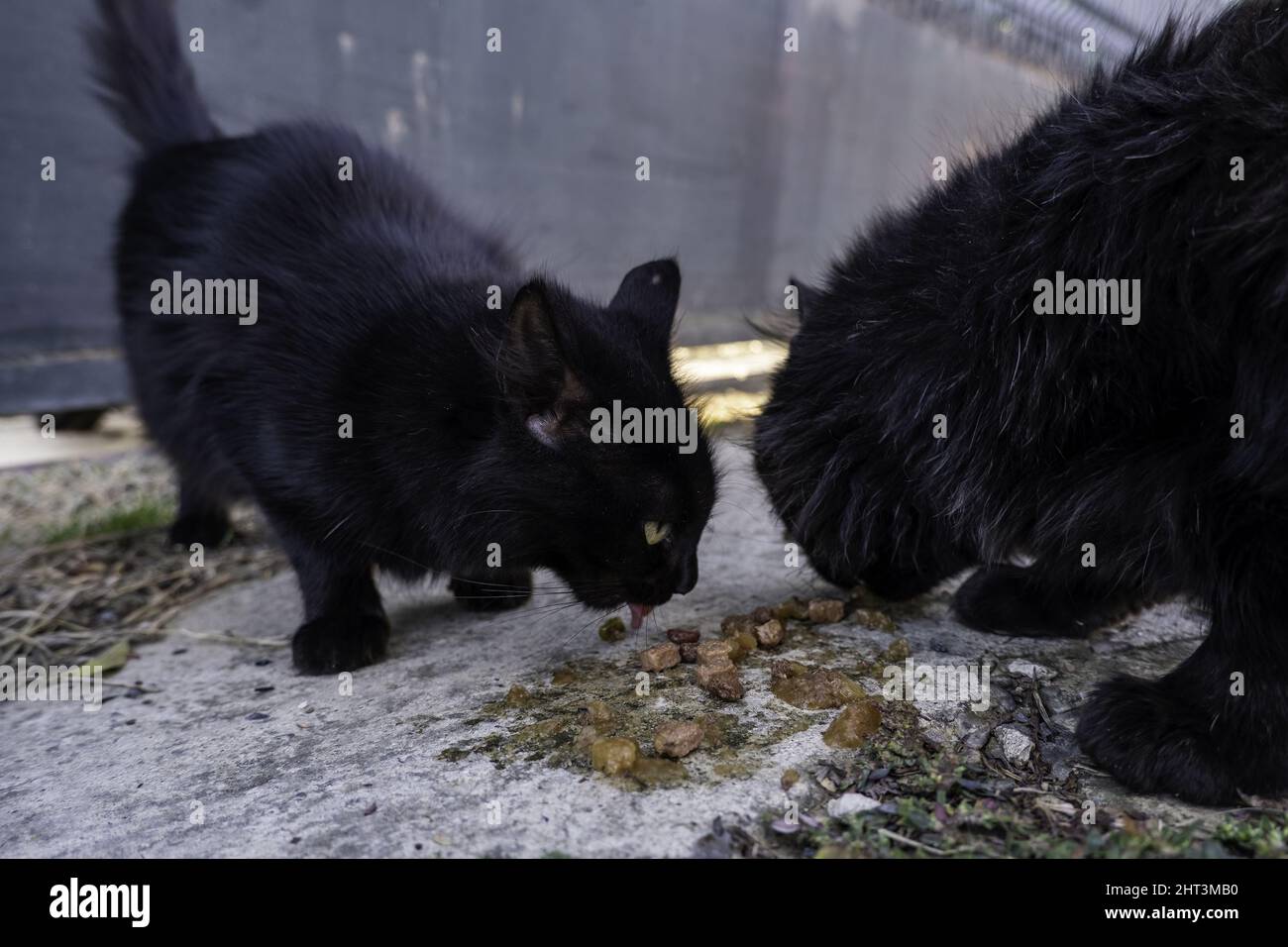 Detail von verlassenen und obdachlosen Katzen, Tierpflege Stockfoto