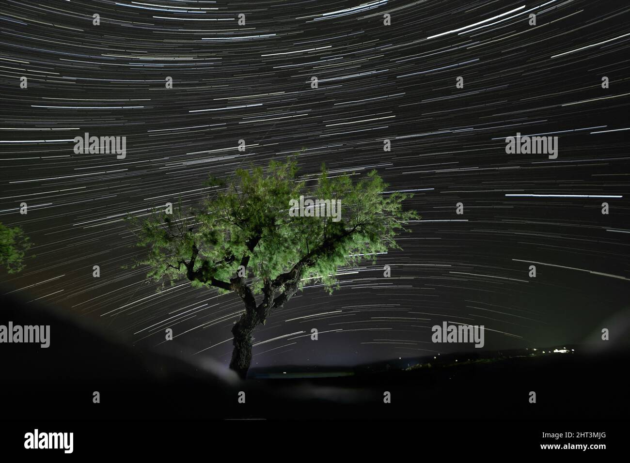 Einsamer Tamarisk-Baum auf dem Hintergrund der Nachtlandschaft mit langen sternen Stockfoto