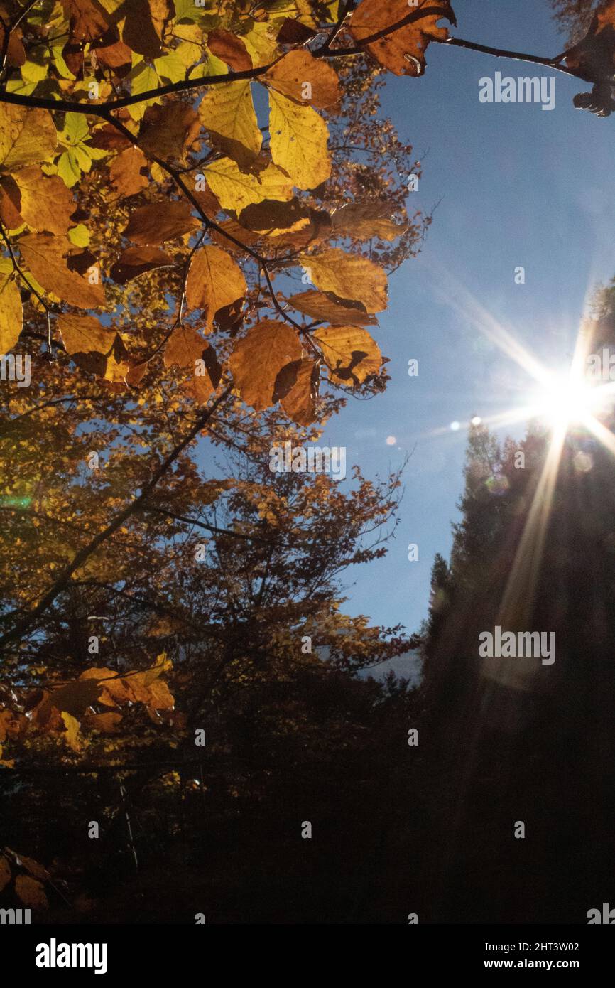 Il Sole autunnale che si fa spazio tra alberi e foglie Stockfoto