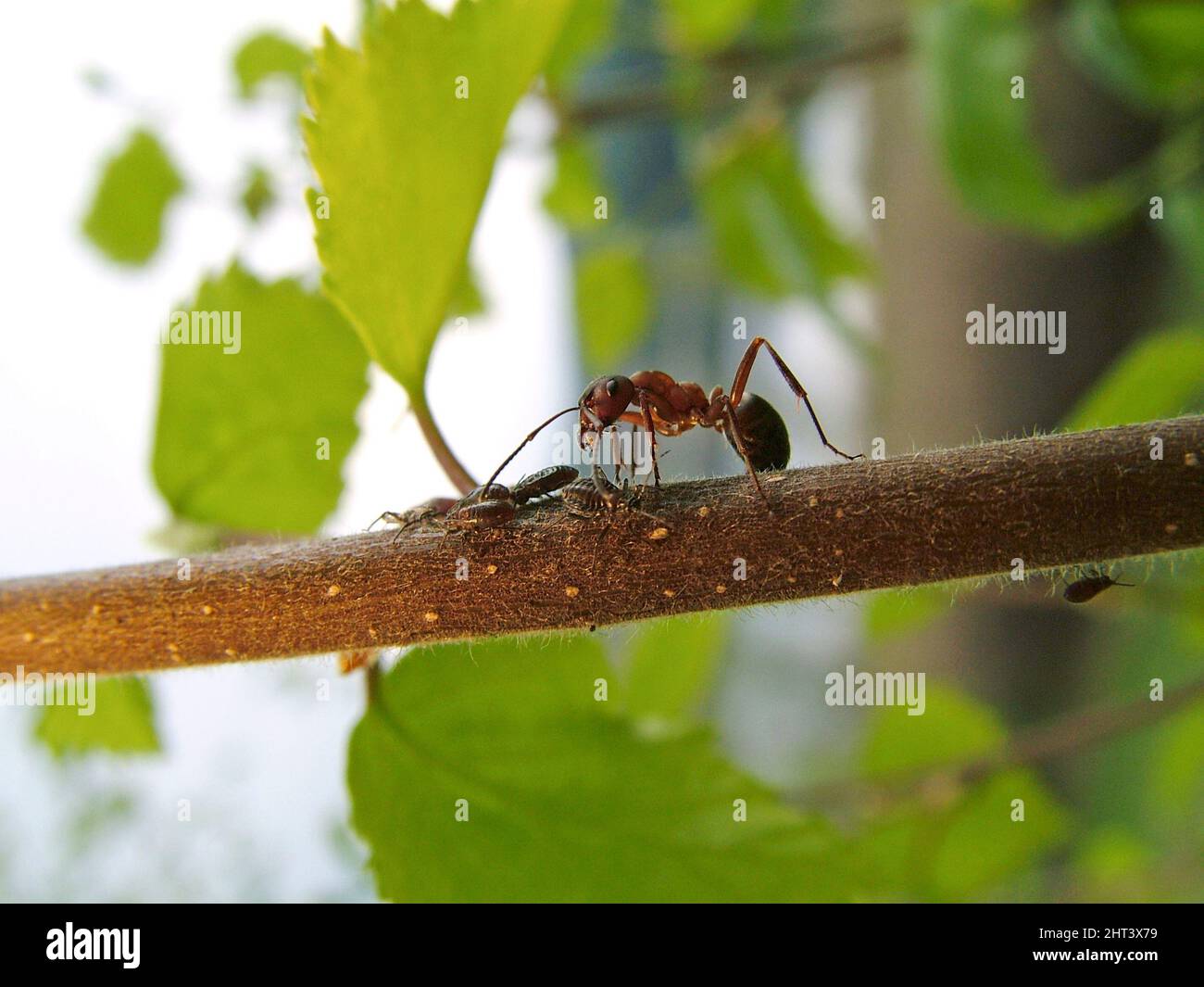 Ameisenbäume Blattläuse Stockfoto