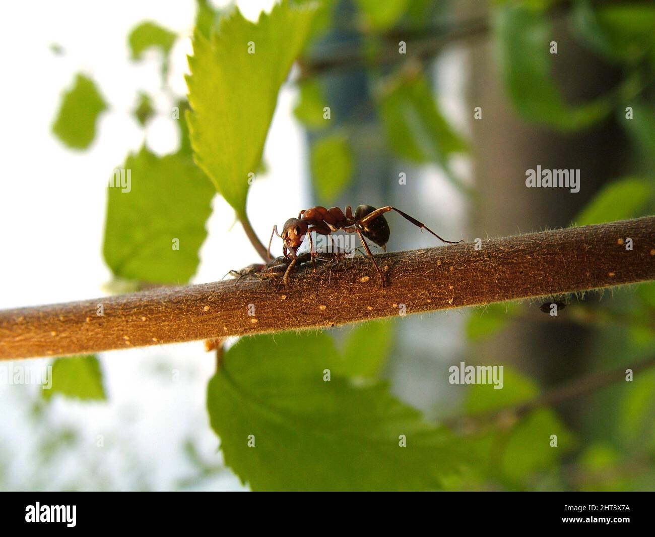 Ameisenbäume Blattläuse Stockfoto