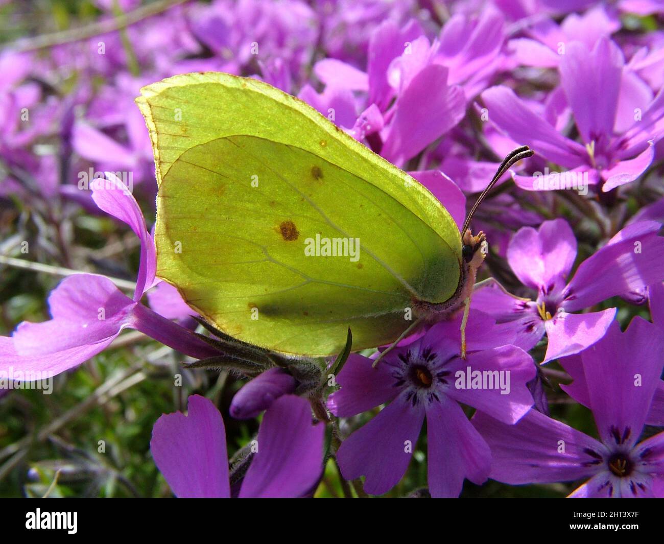 Zitronenfliege auf Moos-Phlox Stockfoto