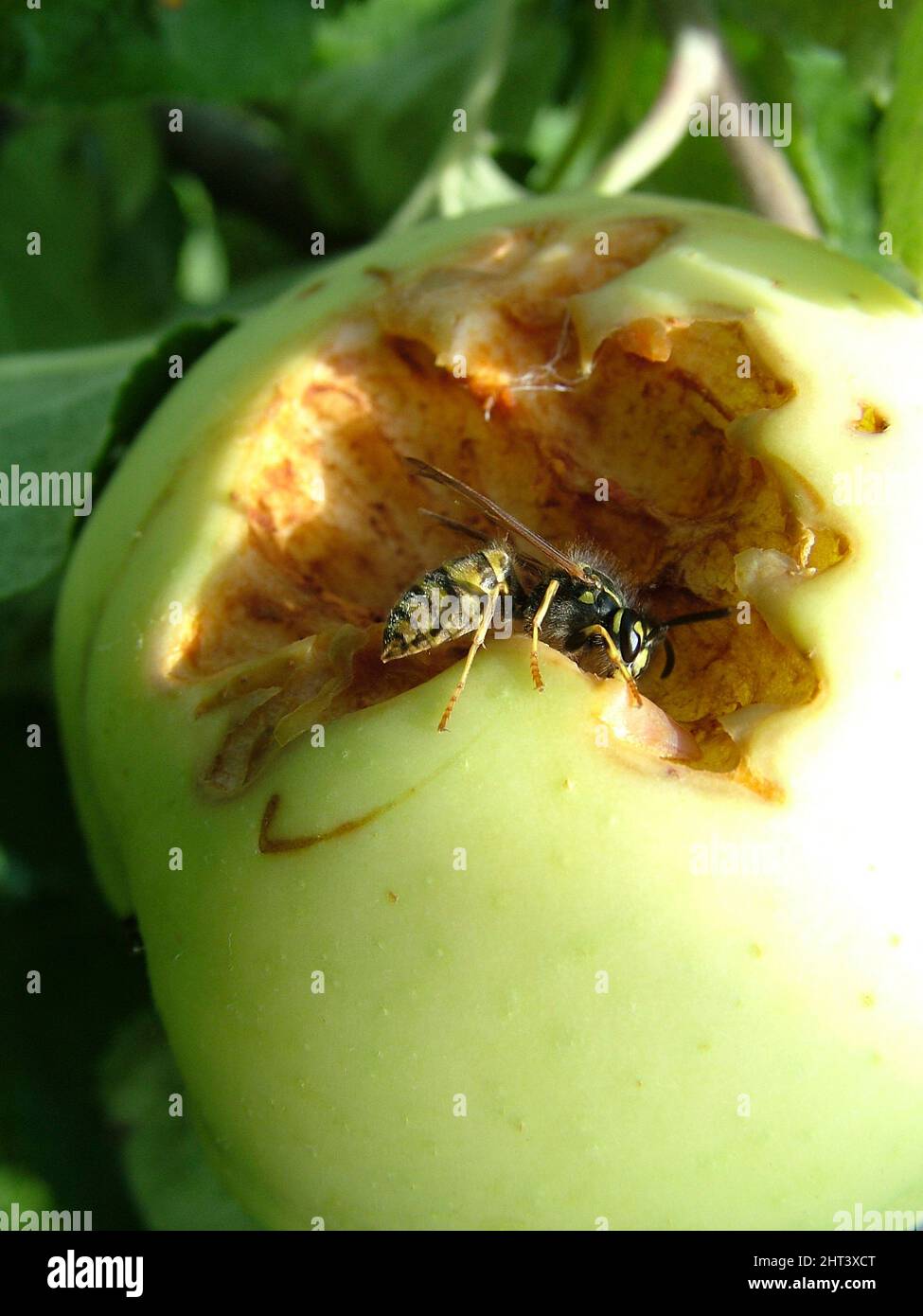 Wespe, die auf einem Apfel isst Stockfoto