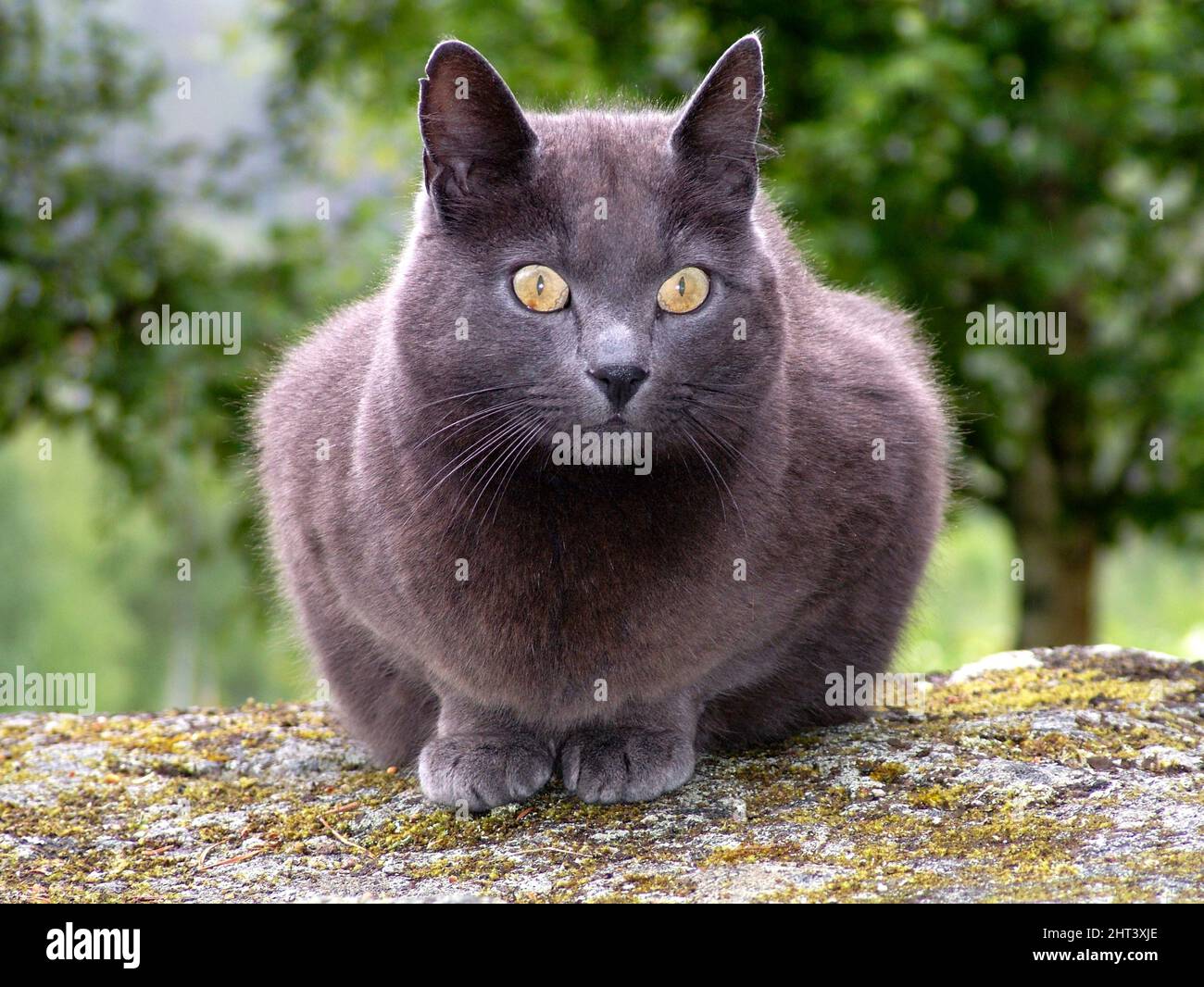 Graue Katze, die starrt Stockfoto