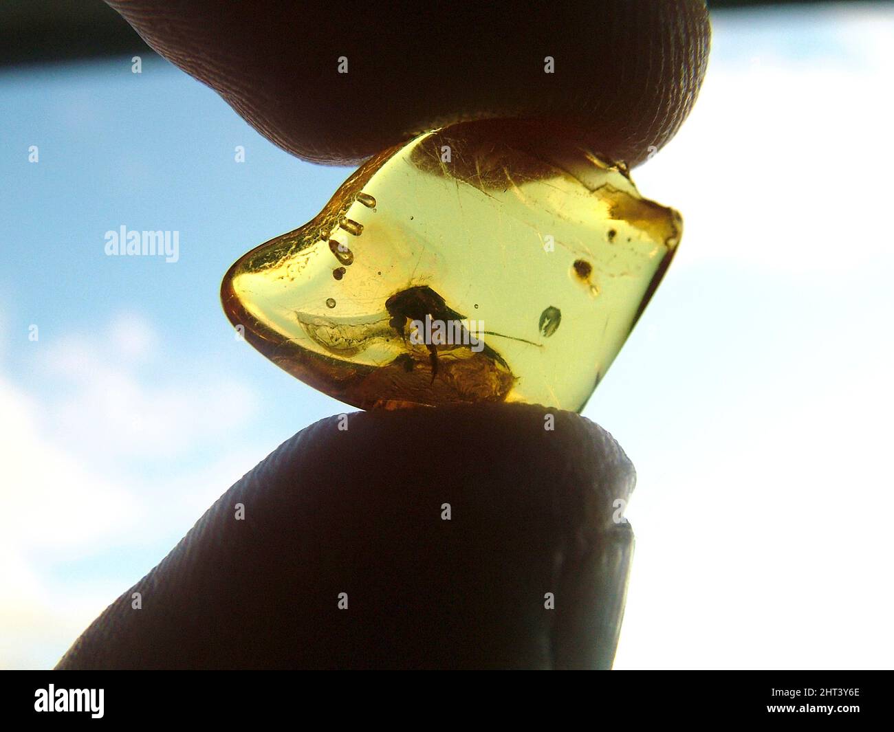 Mücke in Bernstein Stockfoto