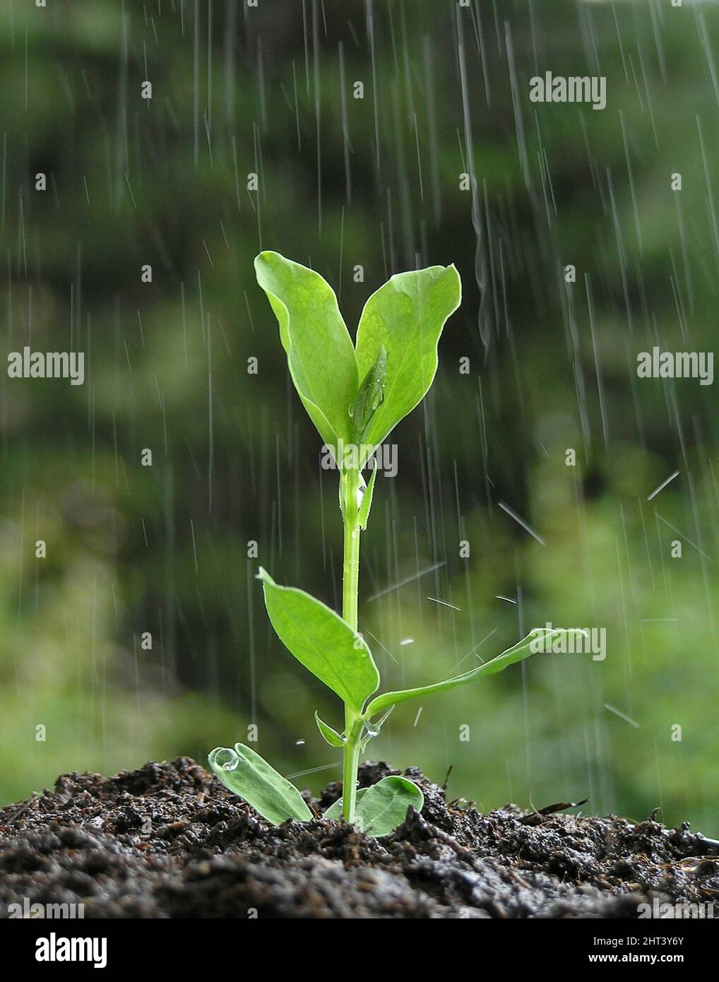 Bewässerung der Süßerbsenpflanze „Wild Italian“ Stockfoto