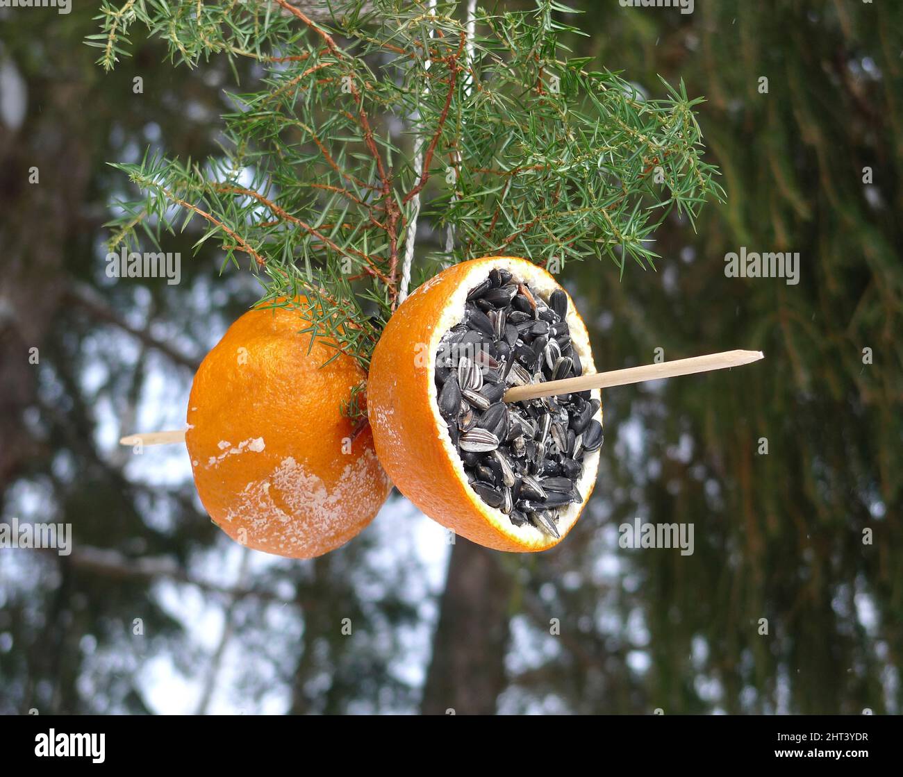 Vogelfutter aus Sonnenblumenkernen in Orangenschale Stockfoto