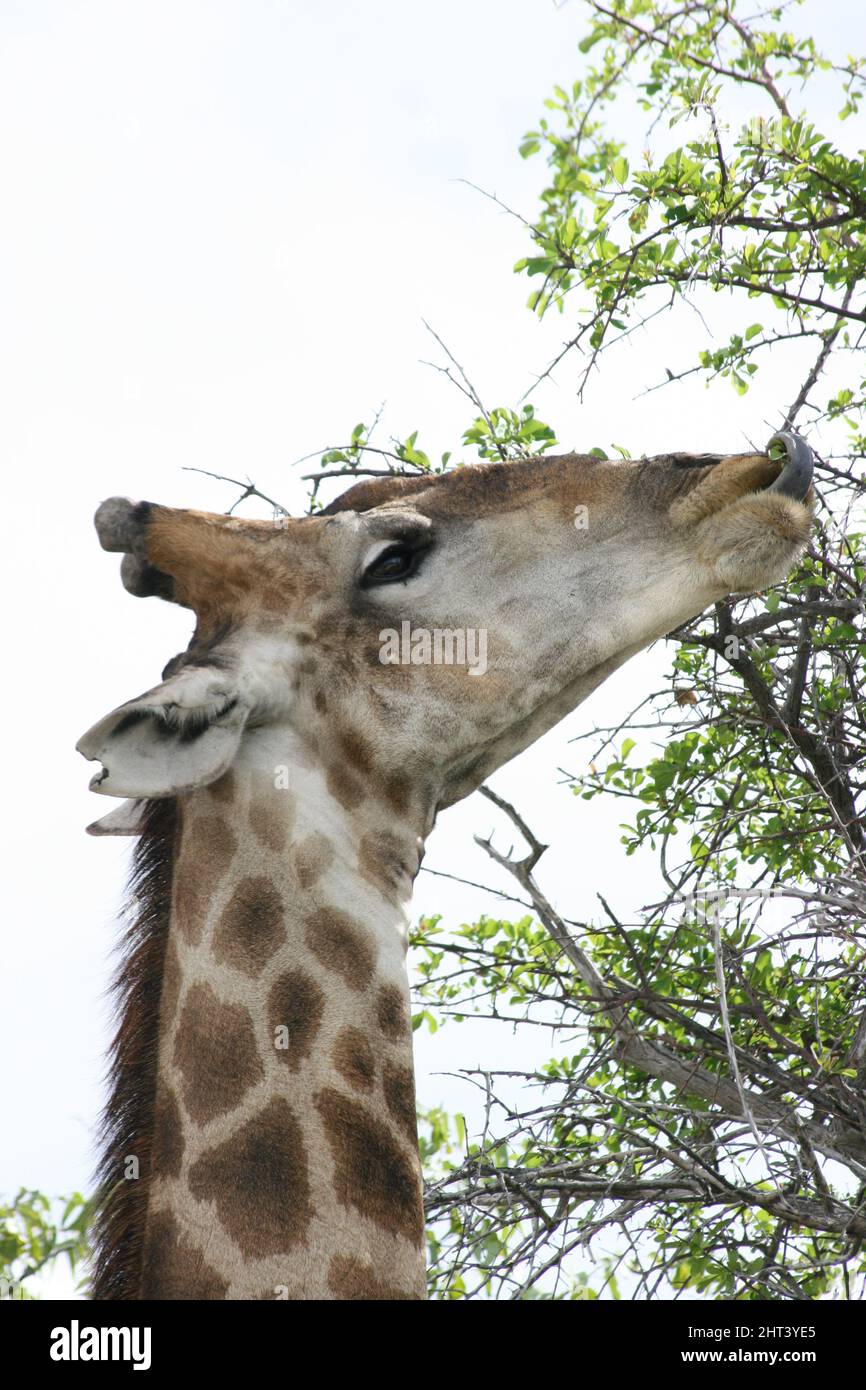 Nahaufnahme Porträt der wilden angolanischen Giraffe (Giraffa camelopardalis angolensis), die sich auf Dornen im Etosha National Park, Namibia ernährt. Stockfoto