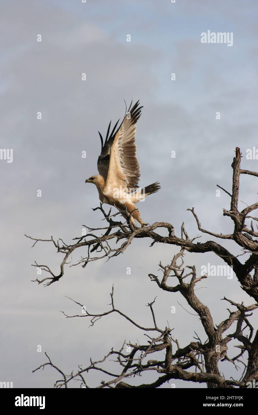 Porträt des Tawny Eagle (Aquila rapax), der in Baumflügeln sitzt und den Etosha National Park, Namibia, ausbreitet. Stockfoto