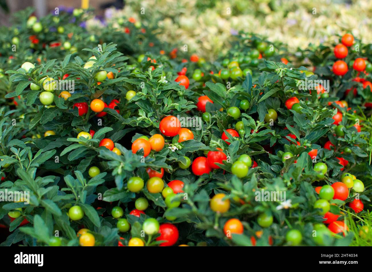 Selektive Fokusaufnahme von Winterkirschpflanzen im Garten Stockfoto