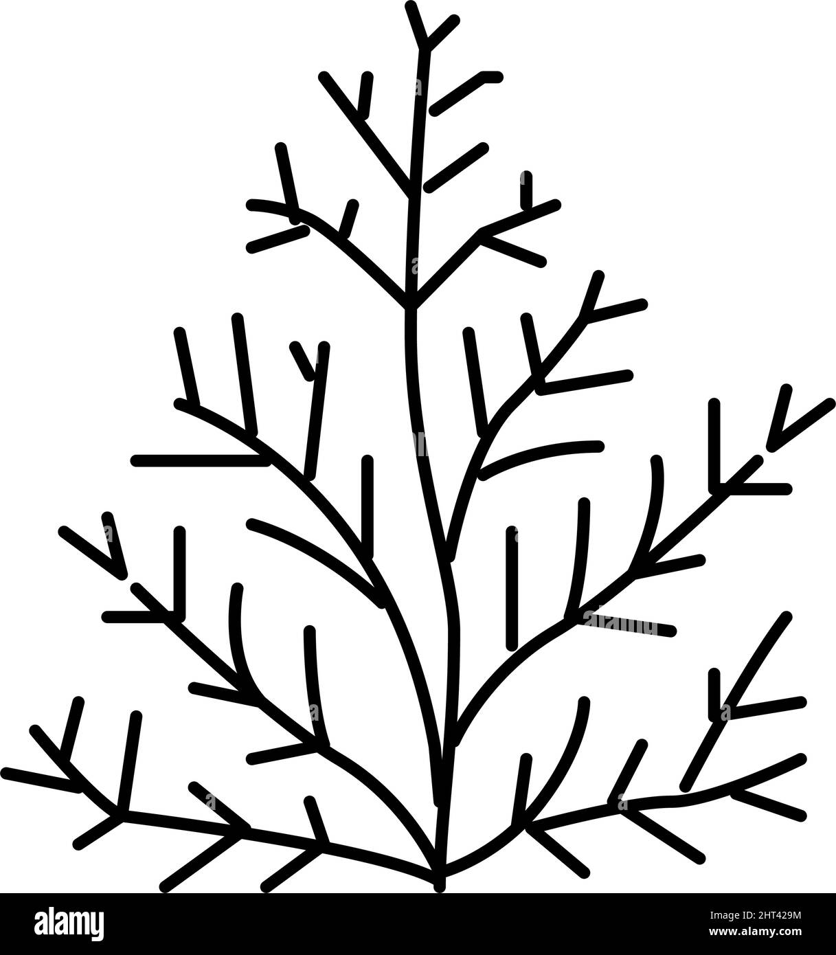 Zedernpflanze Aromatherapie Linie Symbol Vektor isoliert Illustration Stock Vektor