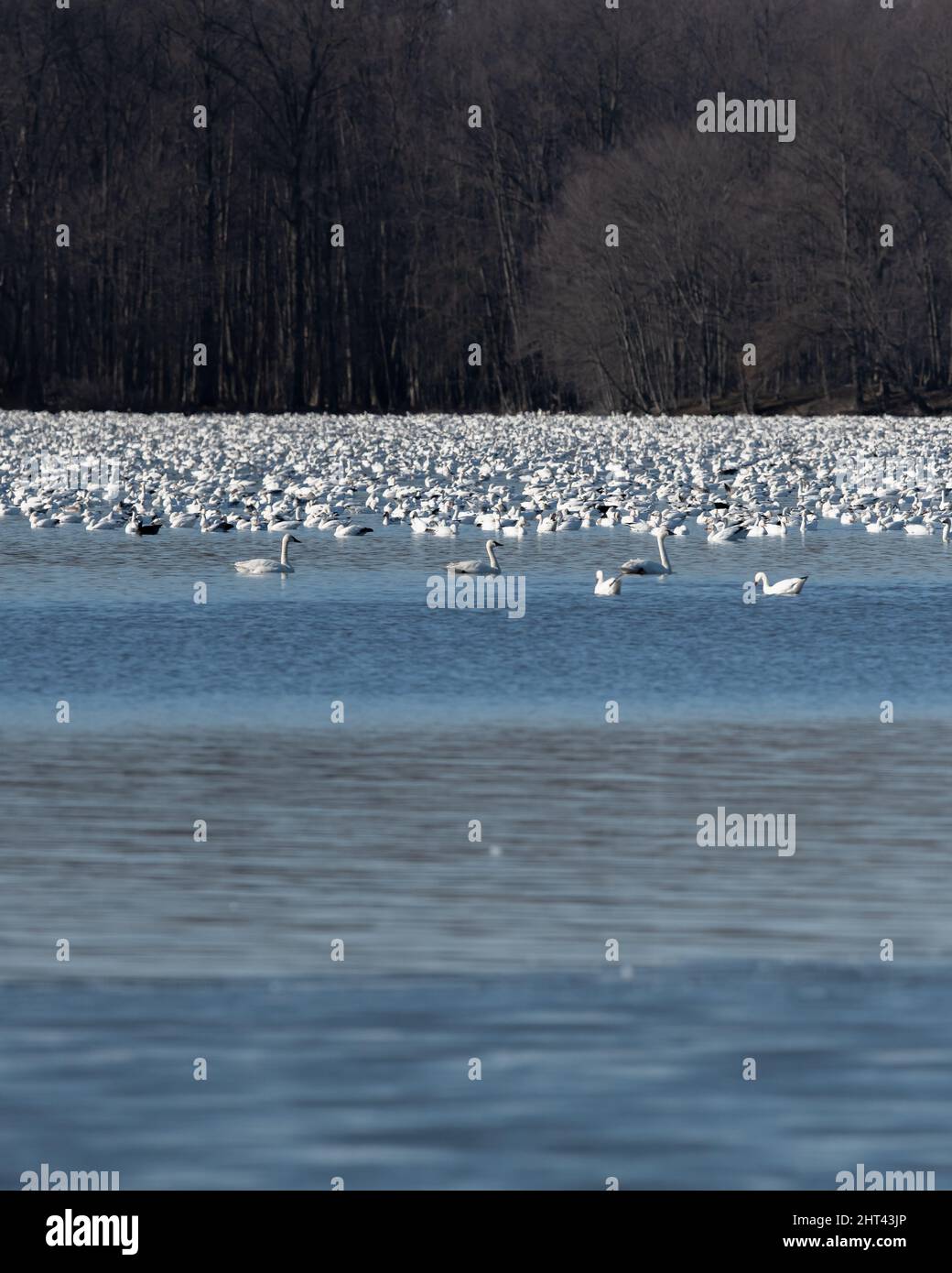 Schneegänse fliegen Anser caerulescens / Schneegans-Wasservögel strömen nach Norden zum Spring Middle Creek Reservoir State Park in Pennsylvania. Jährlich Stockfoto