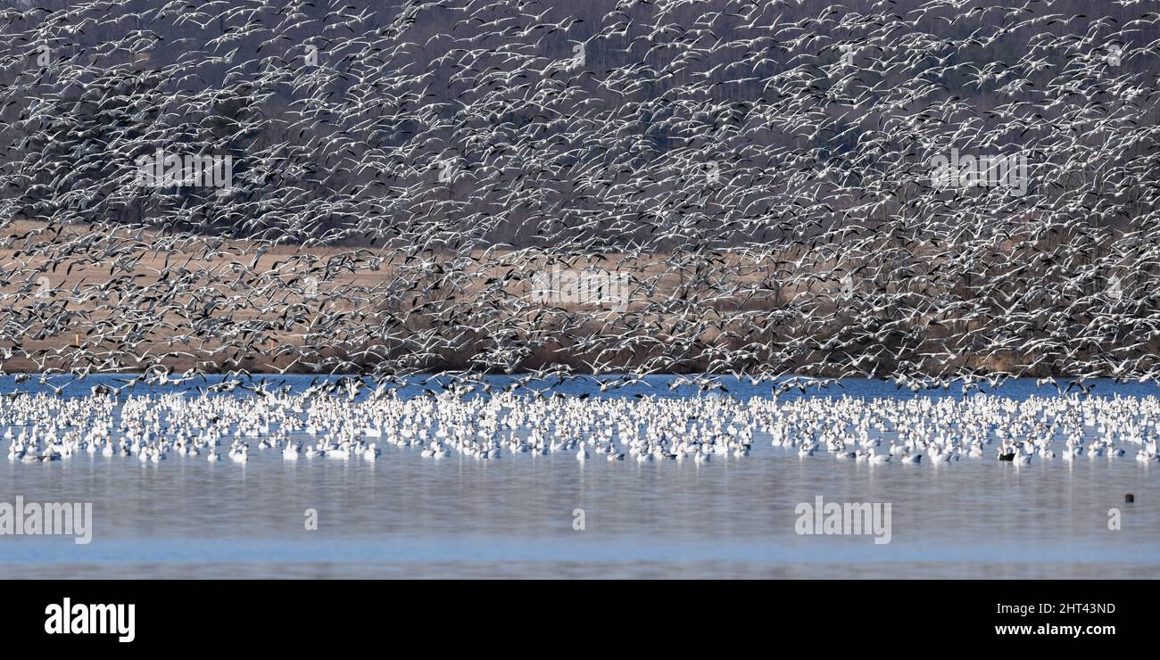 Schneegänse fliegen Anser caerulescens / Schneegans-Wasservögel strömen nach Norden zum Spring Middle Creek Reservoir State Park in Pennsylvania. Jährlich Stockfoto