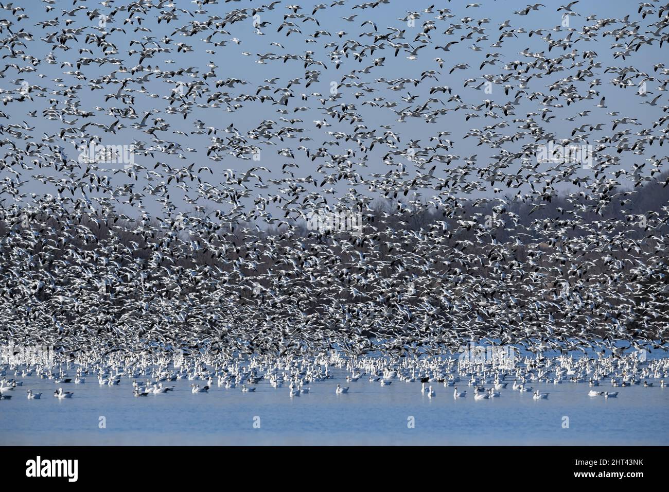 Schneegänse fliegen Anser caerulescens / Schneegans-Wasservögel strömen nach Norden zum Spring Middle Creek Reservoir State Park in Pennsylvania. Jährlich Stockfoto