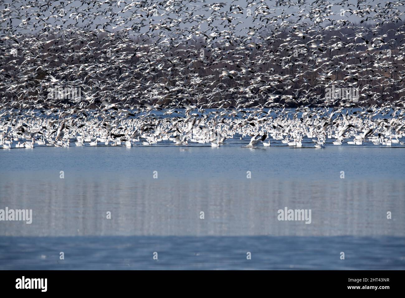 Schneegänse fliegen Anser caerulescens / Schneegans-Wasservögel strömen nach Norden zum Spring Middle Creek Reservoir State Park in Pennsylvania. Jährlich Stockfoto