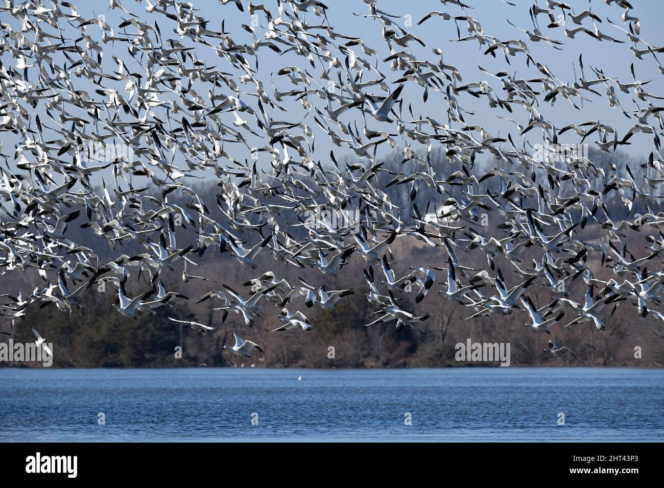 Schneegänse fliegen Anser caerulescens / Schneegans-Wasservögel strömen nach Norden zum Spring Middle Creek Reservoir State Park in Pennsylvania. Jährlich Stockfoto