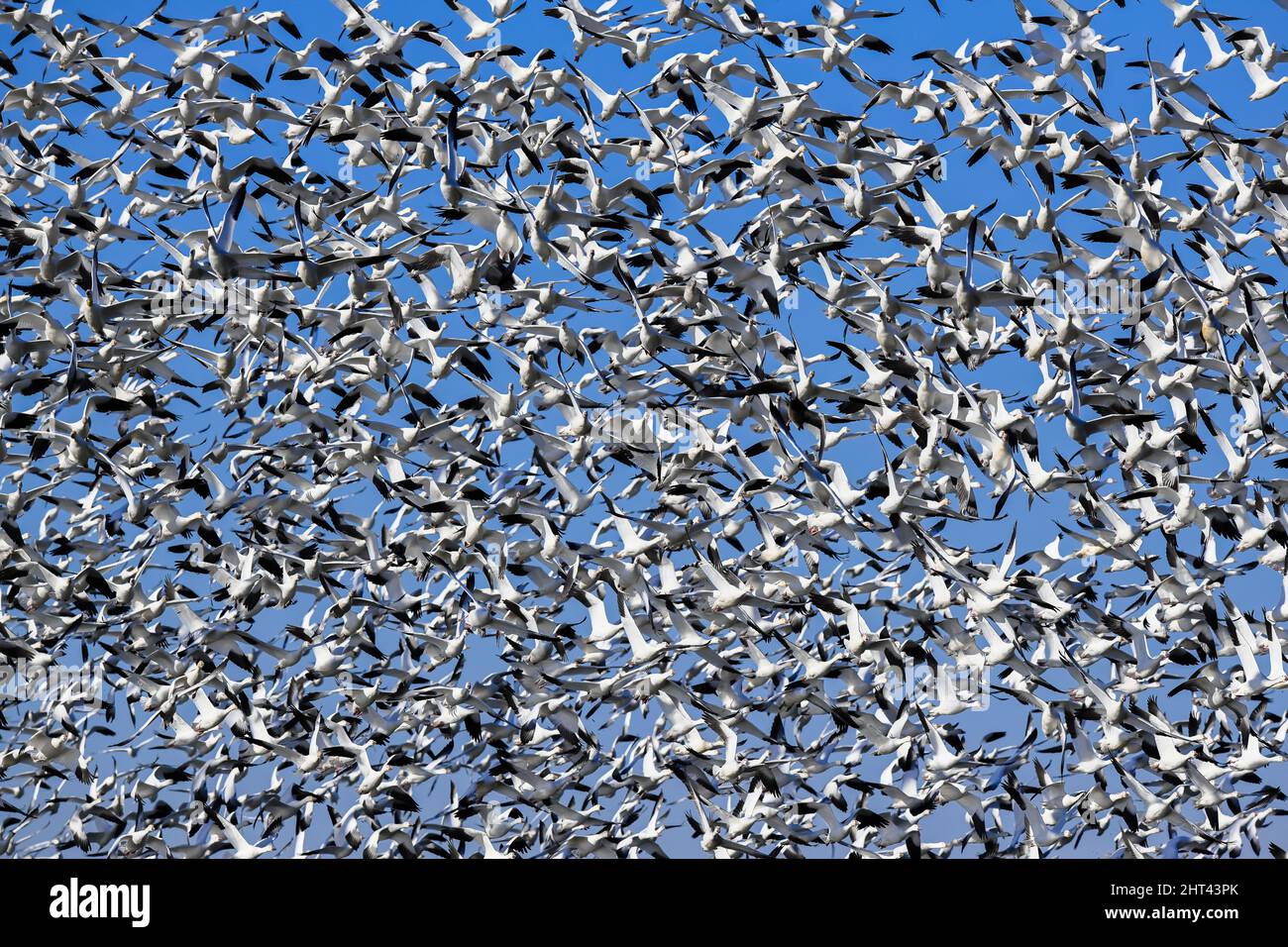 Schneegänse fliegen Anser caerulescens / Schneegans-Wasservögel strömen nach Norden zum Spring Middle Creek Reservoir State Park in Pennsylvania. Jährlich Stockfoto