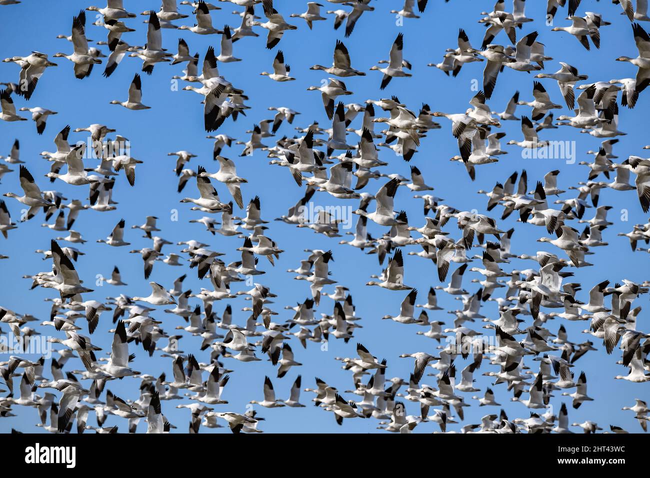 Schneegänse fliegen Anser caerulescens / Schneegans-Wasservögel strömen nach Norden zum Spring Middle Creek Reservoir State Park in Pennsylvania. Jährlich Stockfoto