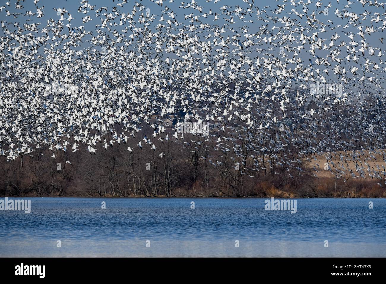 Schneegänse fliegen Anser caerulescens / Schneegans-Wasservögel strömen nach Norden zum Spring Middle Creek Reservoir State Park in Pennsylvania. Jährlich Stockfoto