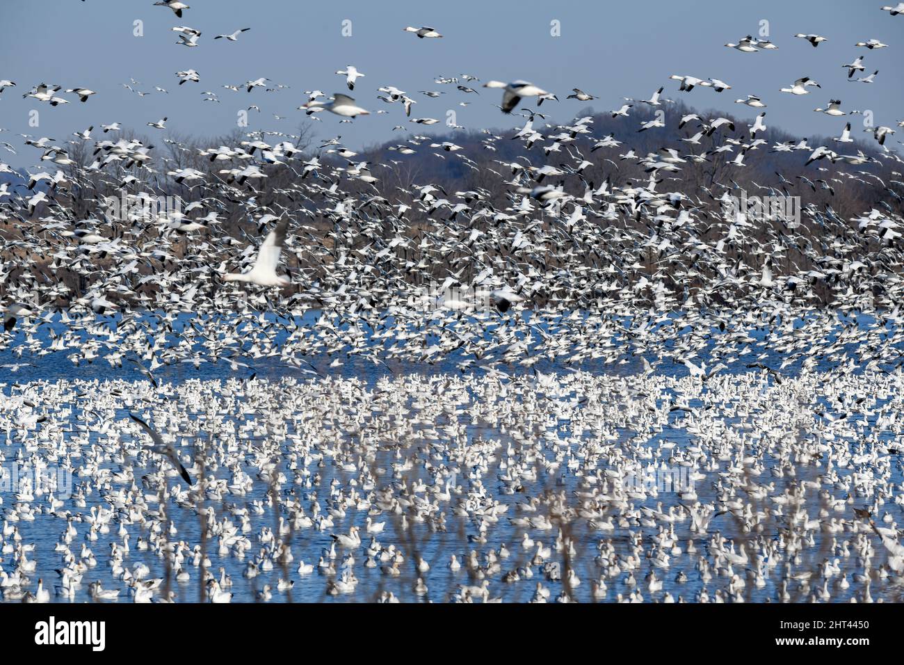 Schneegänse fliegen Anser caerulescens / Schneegans-Wasservögel strömen nach Norden zum Spring Middle Creek Reservoir State Park in Pennsylvania. Jährlich Stockfoto