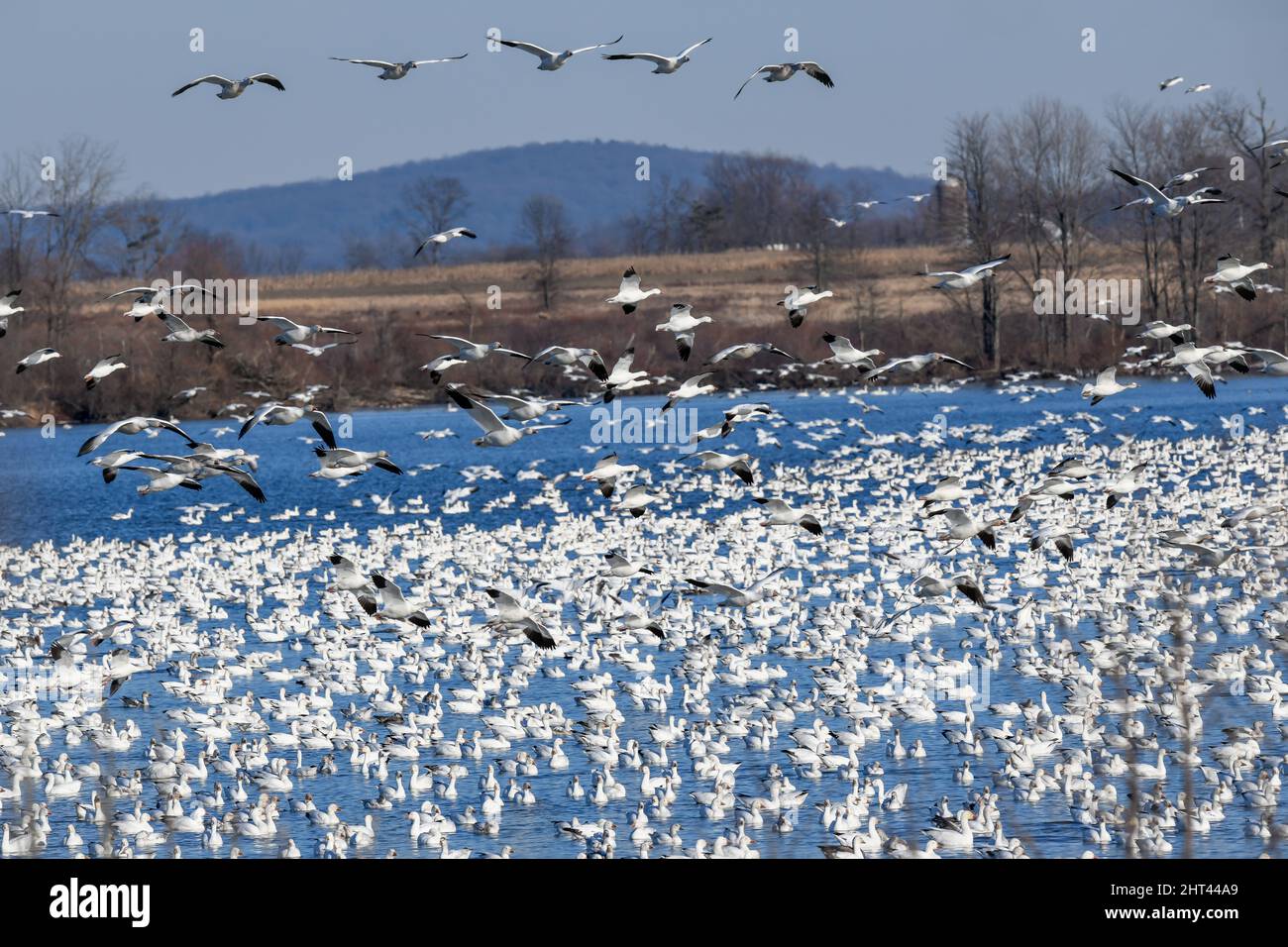 Schneegänse fliegen Anser caerulescens / Schneegans-Wasservögel strömen nach Norden zum Spring Middle Creek Reservoir State Park in Pennsylvania. Jährlich Stockfoto