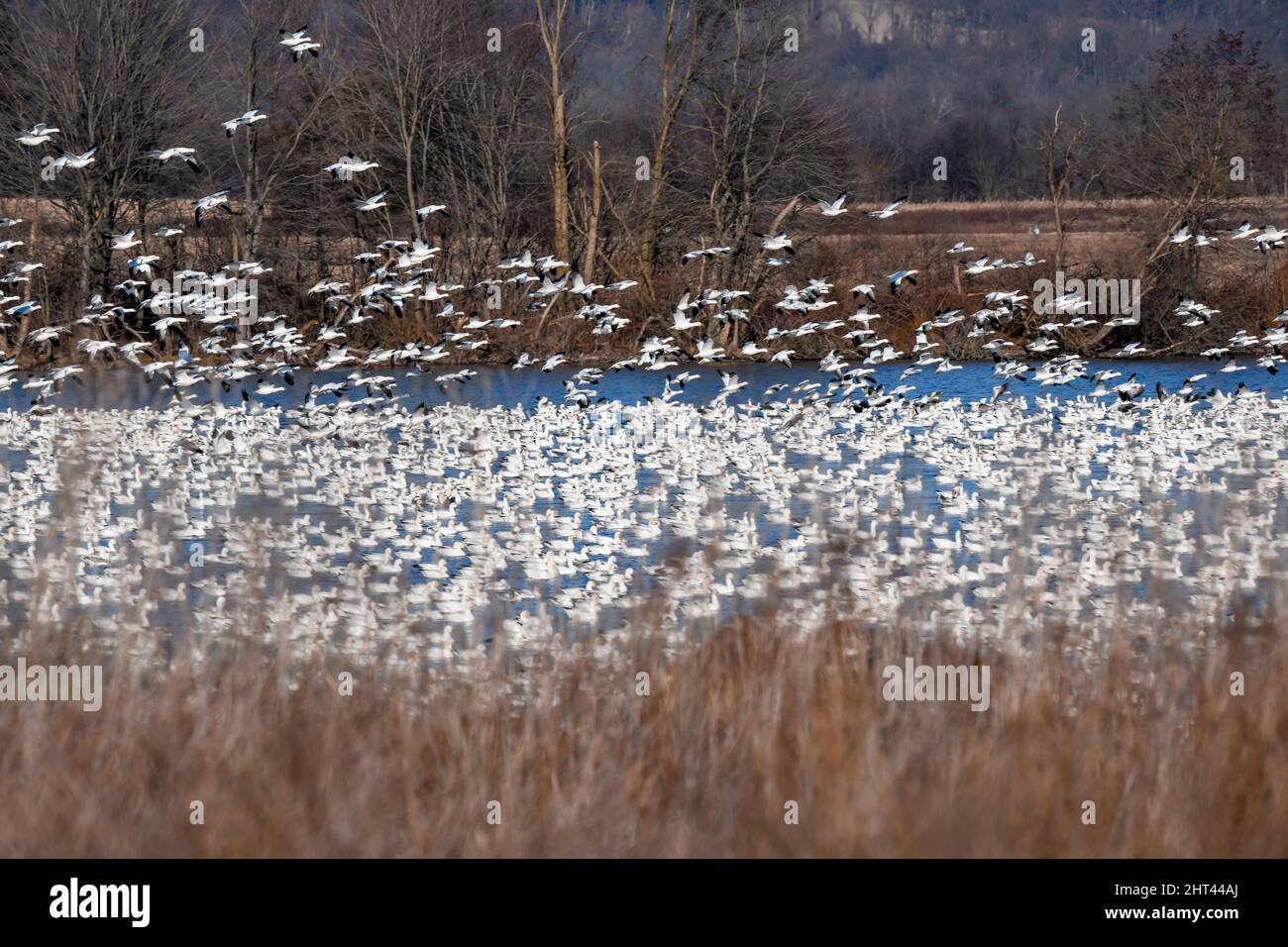 Schneegänse fliegen Anser caerulescens / Schneegans-Wasservögel strömen nach Norden zum Spring Middle Creek Reservoir State Park in Pennsylvania. Jährlich Stockfoto