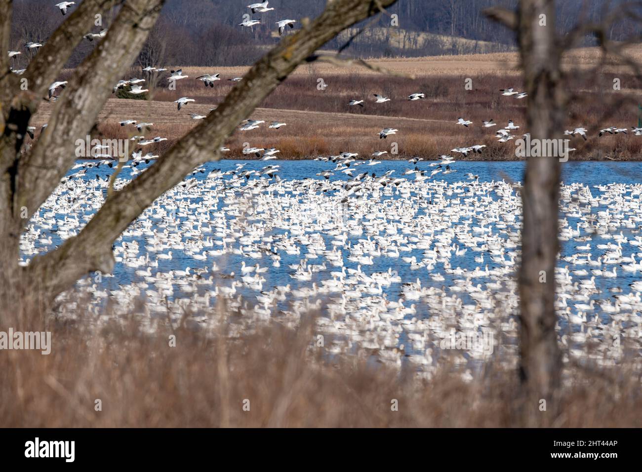 Schneegänse fliegen Anser caerulescens / Schneegans-Wasservögel strömen nach Norden zum Spring Middle Creek Reservoir State Park in Pennsylvania. Jährlich Stockfoto