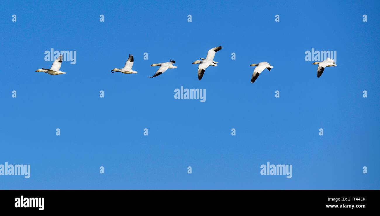 Schneegänse fliegen Anser caerulescens / Schneegans-Wasservögel strömen nach Norden zum Spring Middle Creek Reservoir State Park in Pennsylvania. Jährlich Stockfoto