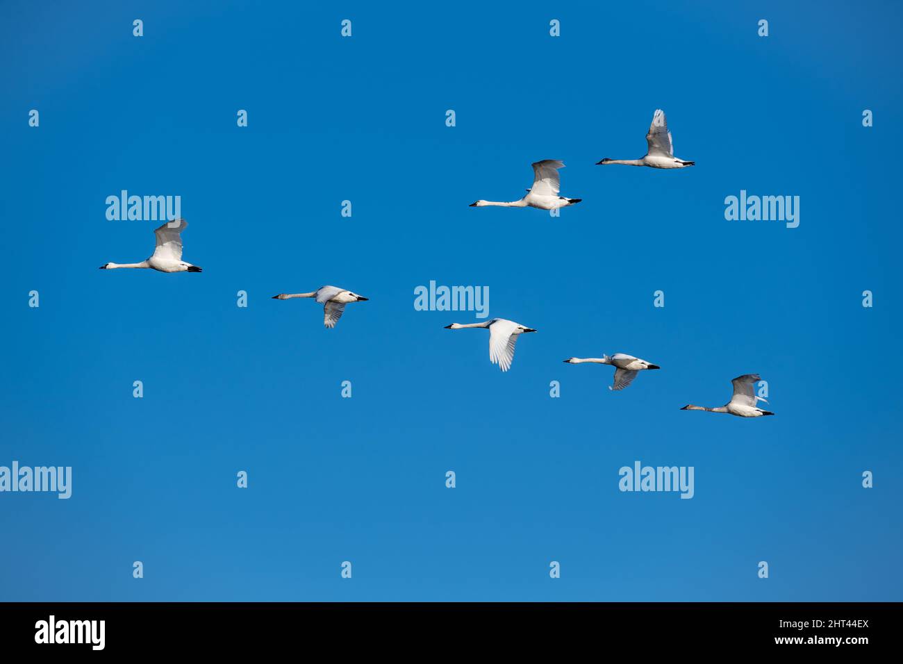 Tundra-Schwäne ziehen nach Norden - Cygnus columbianus-Migration am Middle Creek Reservoir Pennsylvania - Tundra-Schwan fliegt aus nächster Nähe - Nahaufnahme der V-Form Stockfoto