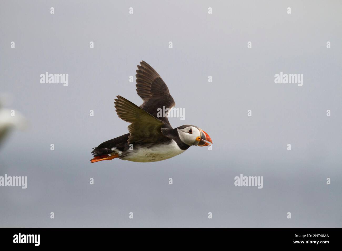 Atlantischer Papageitaucher (Fraterkula arctica), im Flug mit Fischen zur Kolonie. Stockfoto