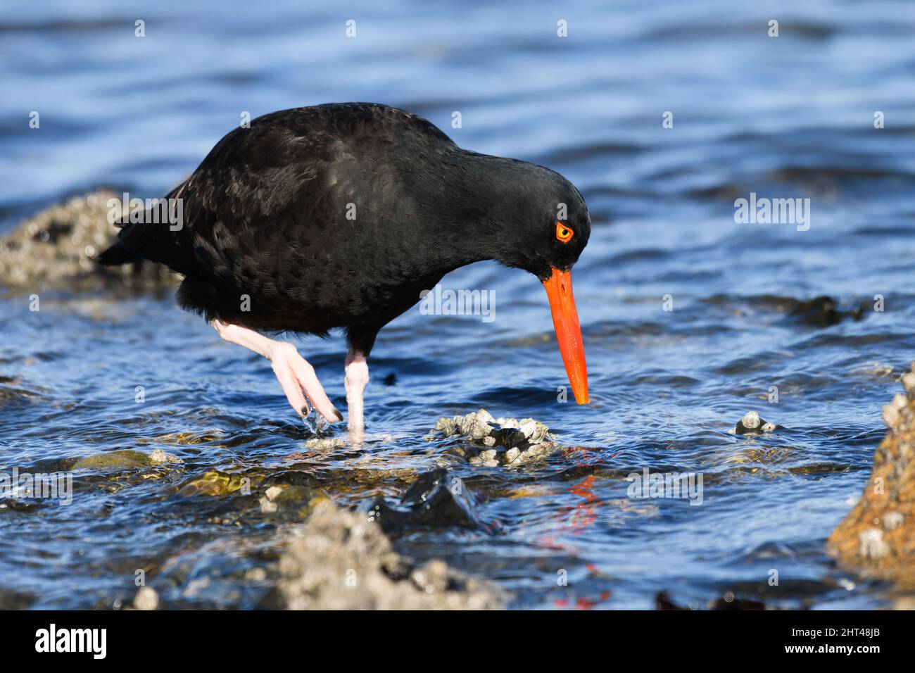 Schwarzer Austernfischer in Nahaufnahme sucht im Meerwasser entlang einer felsigen Küste mit langem orangefarbenem Schnabel und gelbem Auge Stockfoto