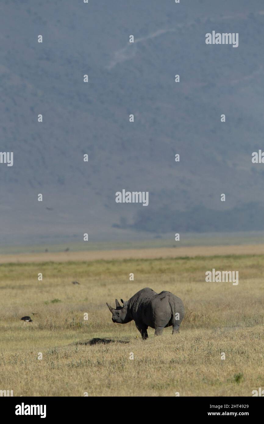 Schwarzes Nashorn (Diceros bicornis), das sich durch die Savanne bewegt. Ngorongoro Conservation Area, Tansania, Afrika Stockfoto