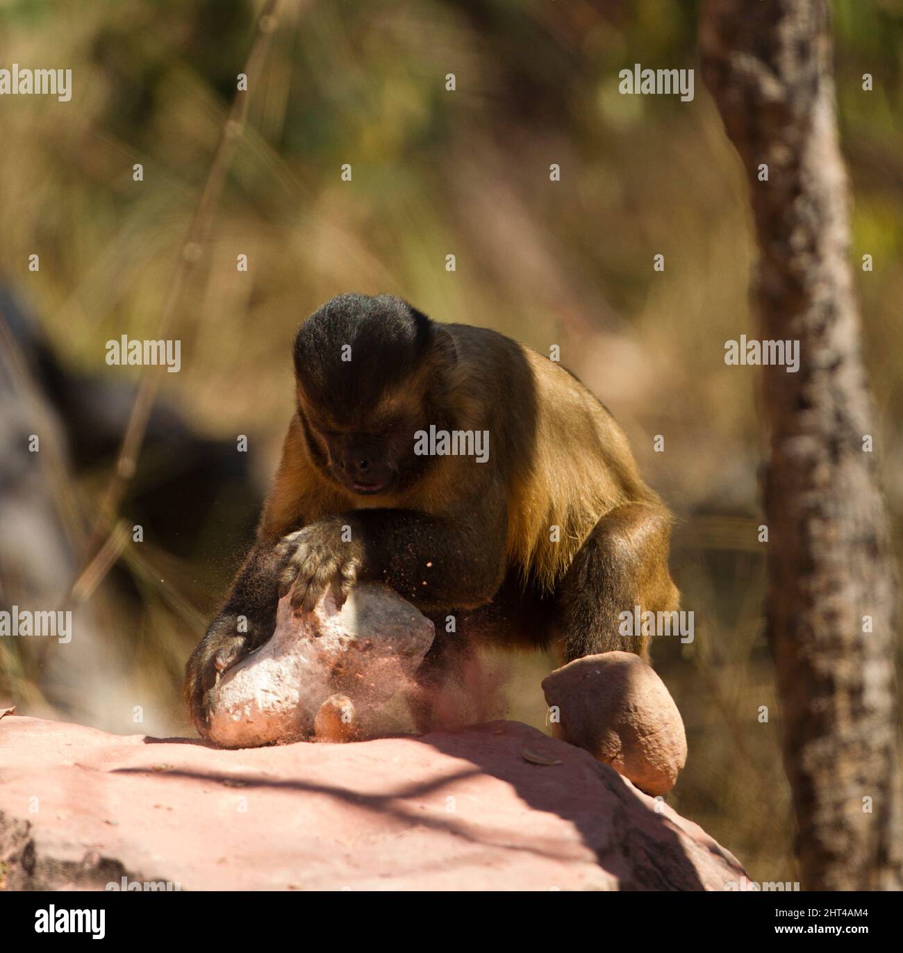 Kapuziner (Sapajus apella) anbraten, mit einem Stein als Werkzeug, um Nüsse aufzubrechen. Pantanal, Mato Grosso, Brasilien Stockfoto