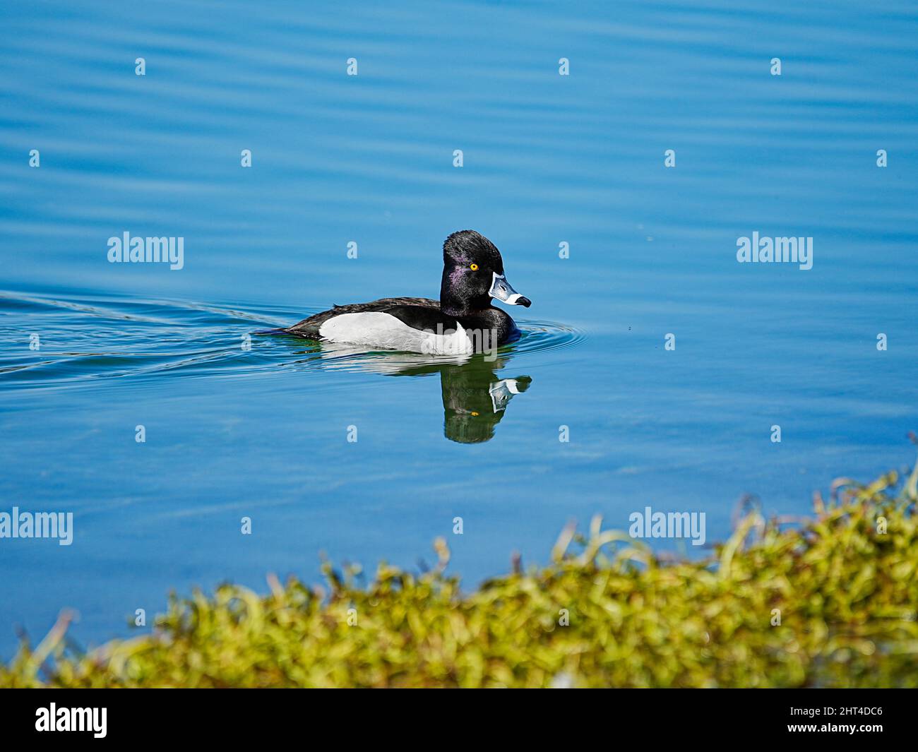 Wunderschöne Ringhalsenten Genießen Sie einen ruhigen Morgen an einem lokalen Teich Stockfoto
