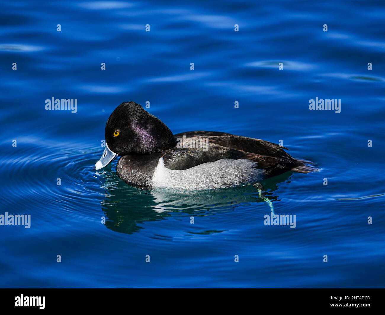 Wunderschöne Ringhalsenten Genießen Sie einen ruhigen Morgen an einem lokalen Teich Stockfoto