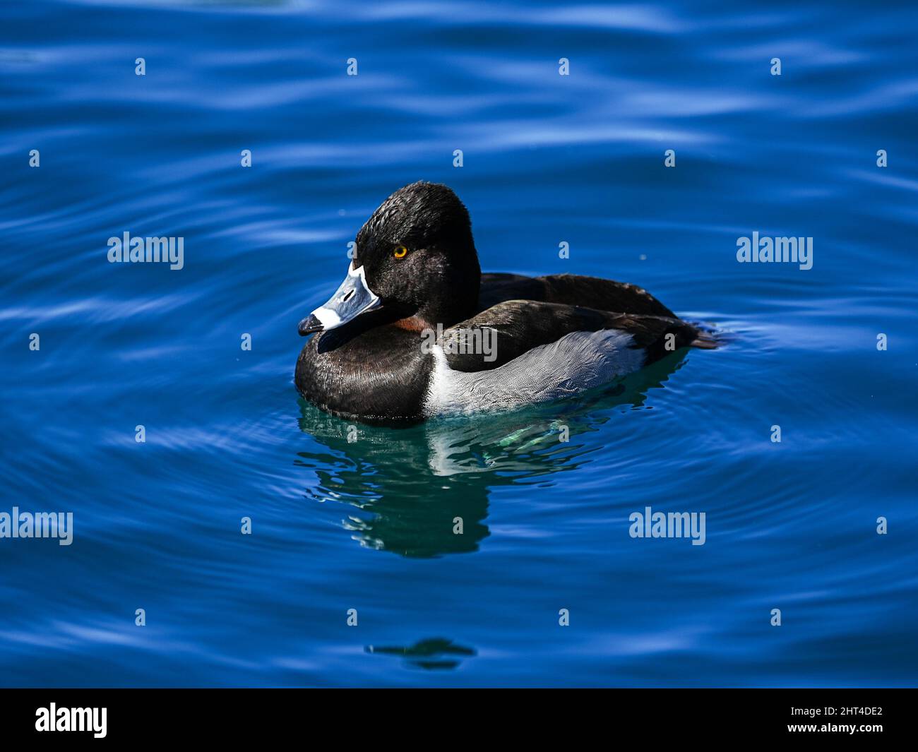 Wunderschöne Ringhalsenten Genießen Sie einen ruhigen Morgen an einem lokalen Teich Stockfoto