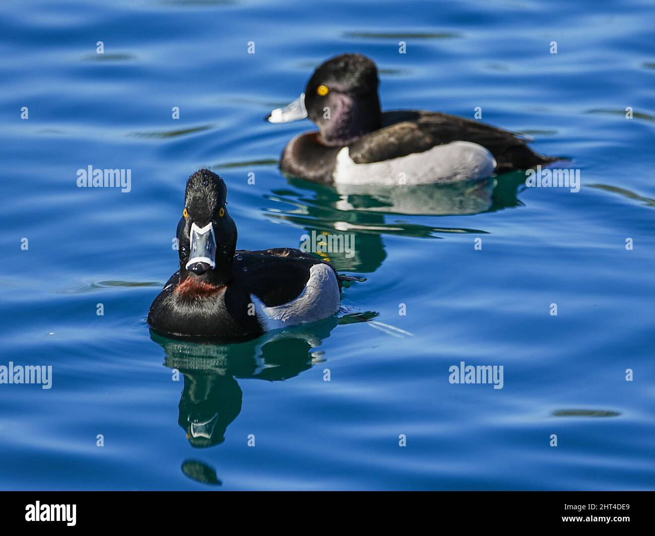Wunderschöne Ringhalsenten Genießen Sie einen ruhigen Morgen an einem lokalen Teich Stockfoto
