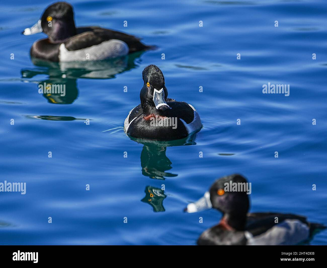 Wunderschöne Ringhalsenten Genießen Sie einen ruhigen Morgen an einem lokalen Teich Stockfoto