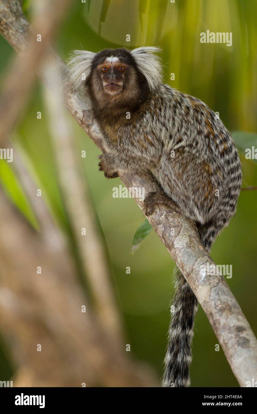 Gewöhnlicher Murmeltier (Callithrix jacchus), der den Fotografen anschaut. Pantanal, Mato Grosso, Brasilien Stockfoto