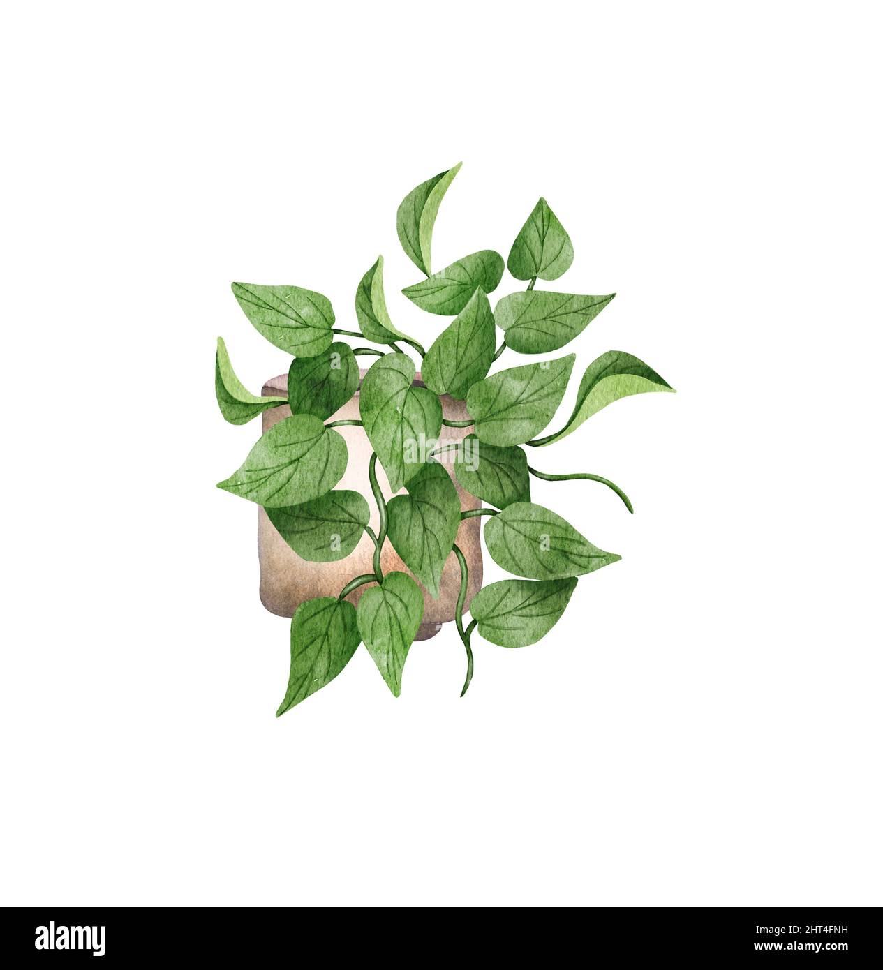 Handbemalte Aquarell-Pothos-Zimmerpflanze. Vergoppte hängende Pflanze Illustration. Eingetopftes Jade-Pothos Stockfoto