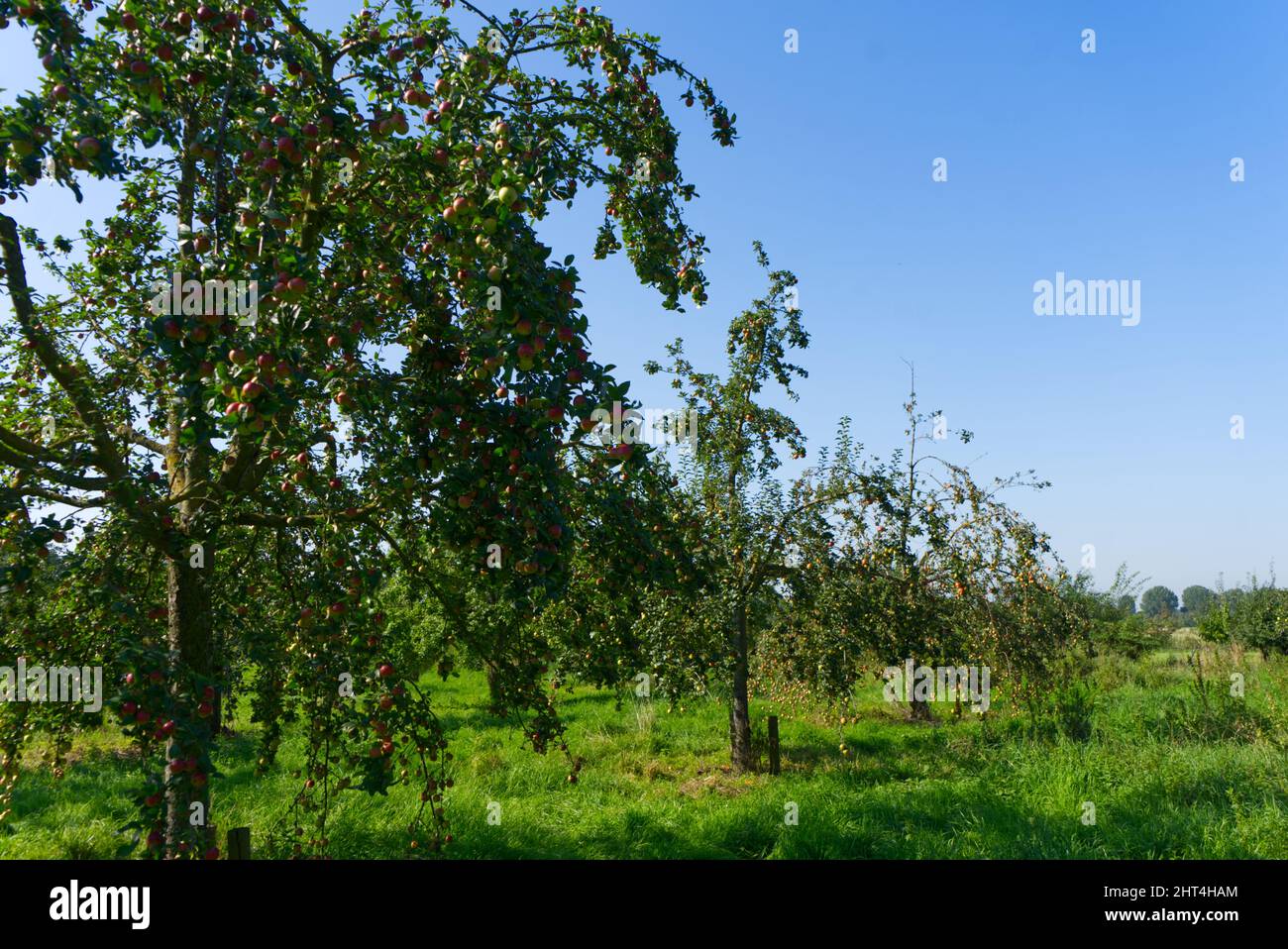 Blick auf einen Apfelgarten mit reifen Früchten Stockfoto