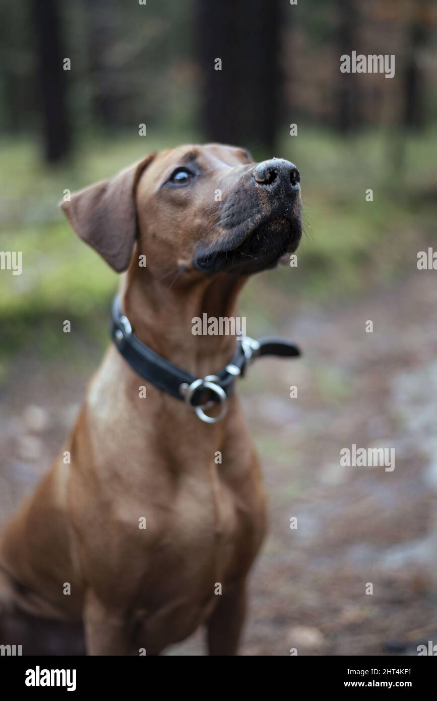 ziege hundefutter Nassfutter Ziege Pur für Deinen Hund kaufen main image 0