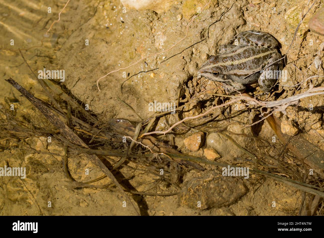 Levant Water Frog oder Bedriagas Frosch, Pelophylax bedriagae, auf Schlamm im Süßwasserpool, Gozo, Malta Stockfoto