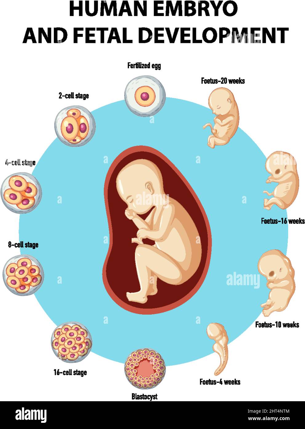 Entwicklung Von Embryo Und Fetus Arbeitsblatt Lösungen Infografik zur Entwicklung menschlicher Embryonen und Fötus Stock