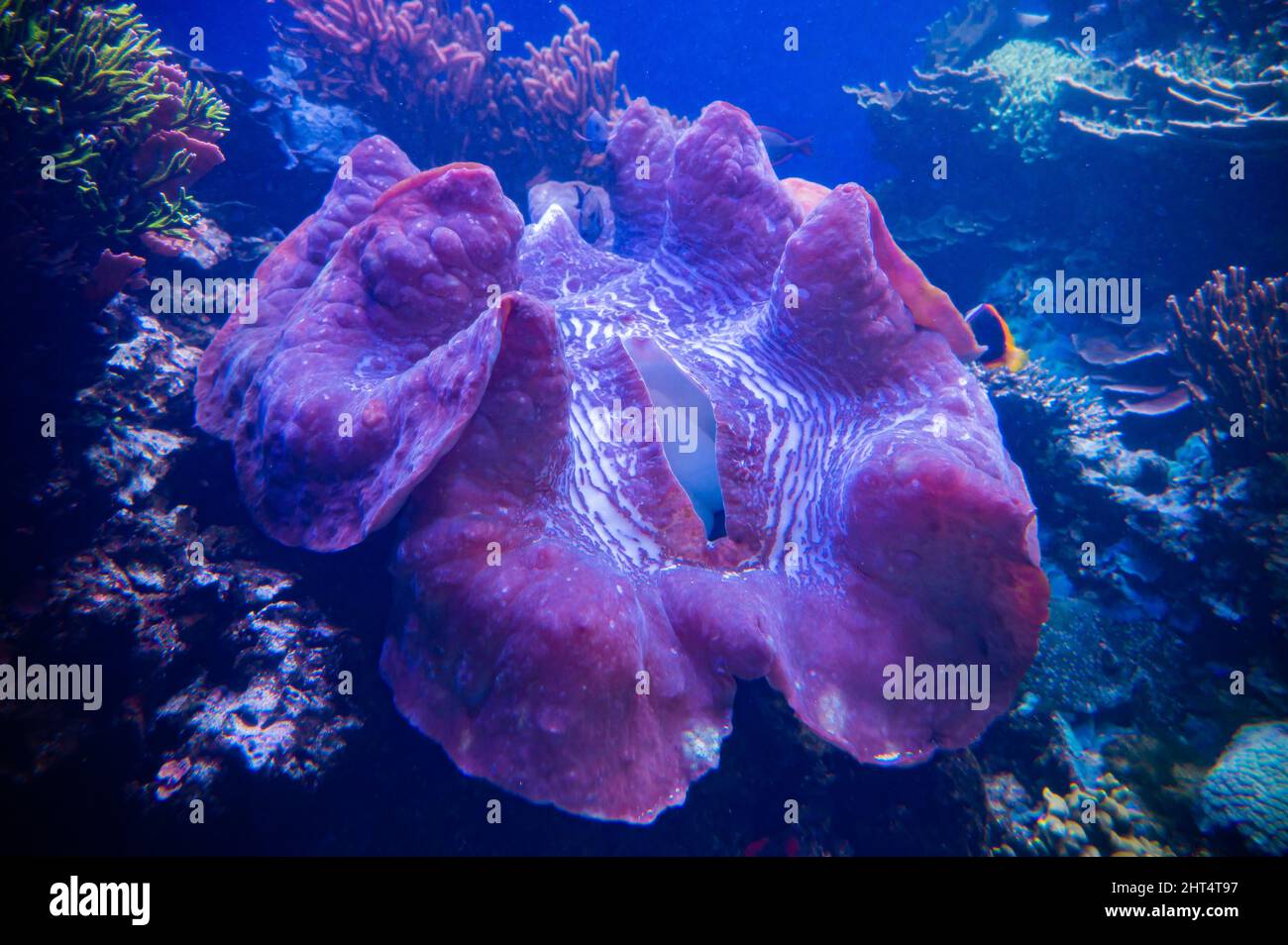 Riesenmuschel in einem großen Aquarium in Waikiki, Oahu, Hawaii Stockfoto