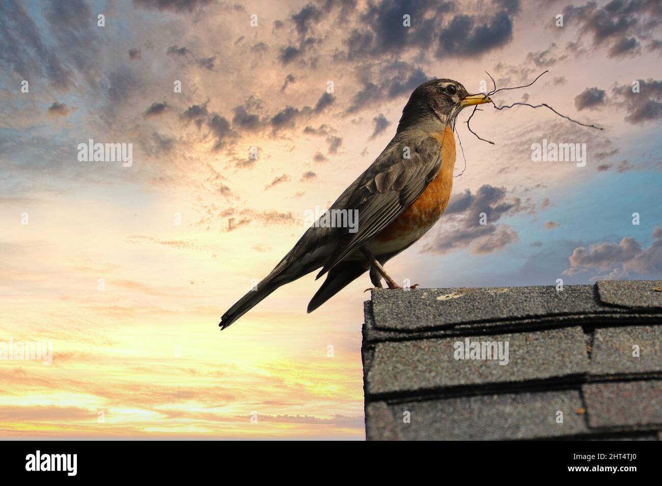 Ein amerikanischer Rotkehlchen, der während des Sonnenuntergangs auf einer Betonoberfläche thront Stockfoto