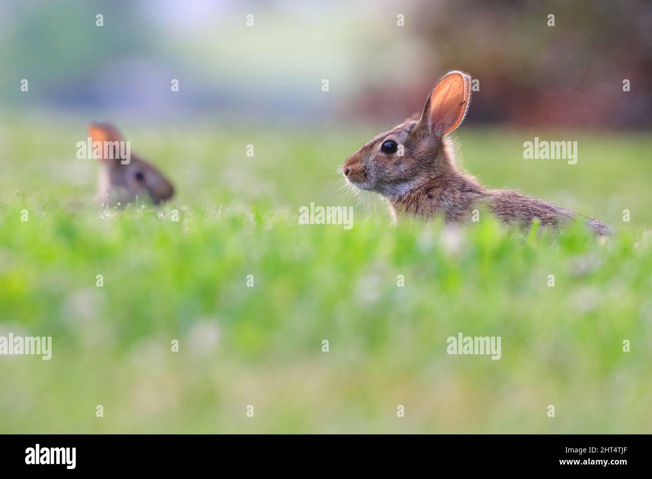 Ein paar wilde Kaninchen spielen auf dem Feld Stockfoto