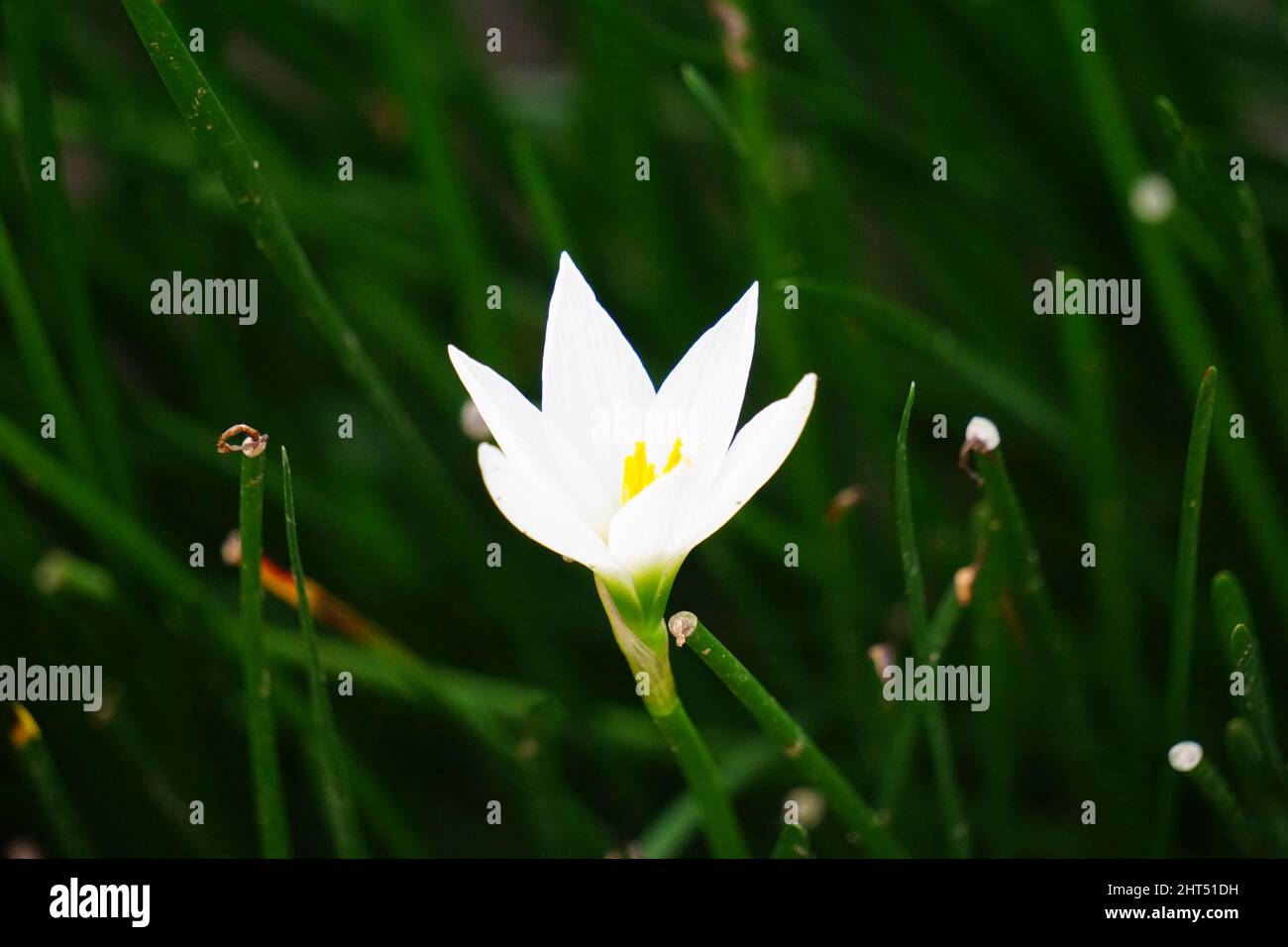 Zaphyranthe (auch als Fee Lilie, Regenblume, zaphyr Lilie, magische Lilie) mit einem natürlichen Hintergrund Stockfoto